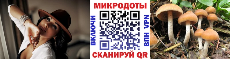 Псилоцибиновые грибы мицелий  Приморско-Ахтарск 